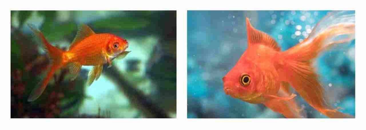 साधारण सुनहरी मछली (Common Goldfish)